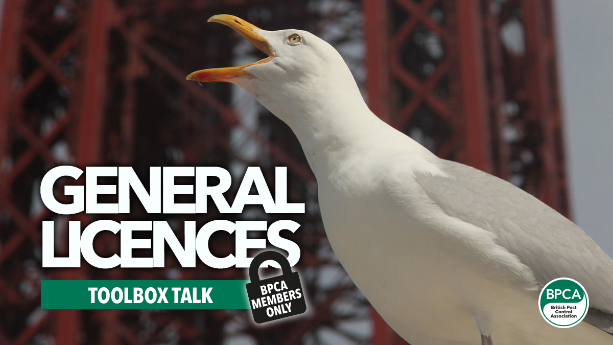 Toolbox Talk Bird Licensing Toolbox Talk Bird Licensing